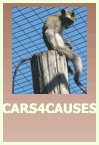 Cars4Causes